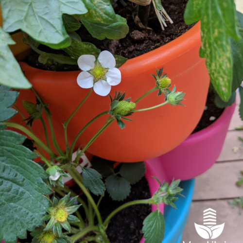 Jardin_composteur_permaculture_recyclage_fleur_decoration_fraise