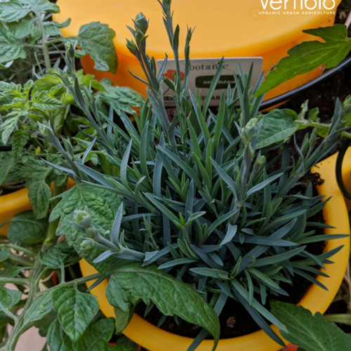 Jardin_composteur_permaculture_recyclage_fleur_decoration