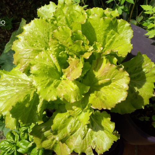 Jardin_composteur_permaculture_recyclage_fleur_decoration