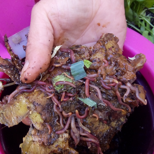 Jardin_composteur_permaculture_recyclage_fleur_decoration_vers de compost