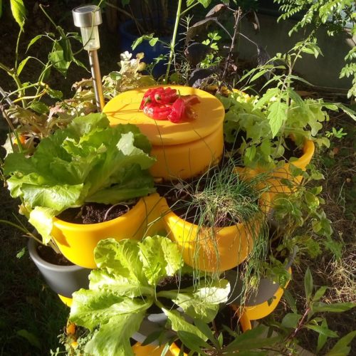 #piment#potager#lombricomposteur