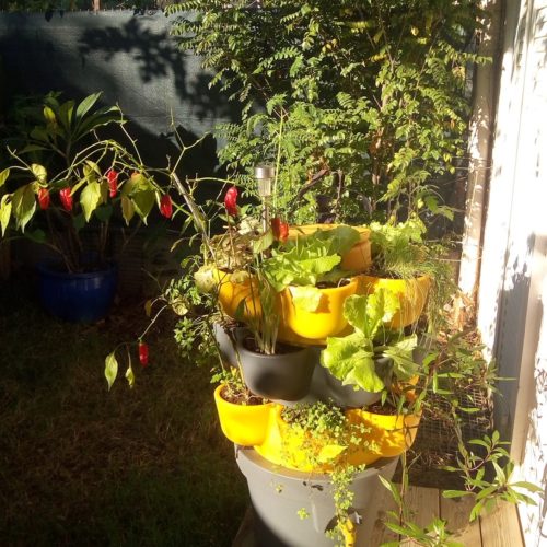 #piment#potager#lombricomposteur